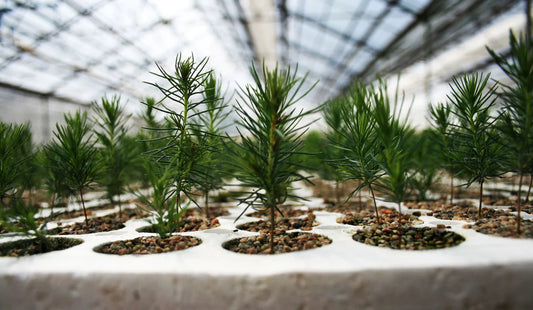 Plant Nursery | Plant a Memorial Tree Gift