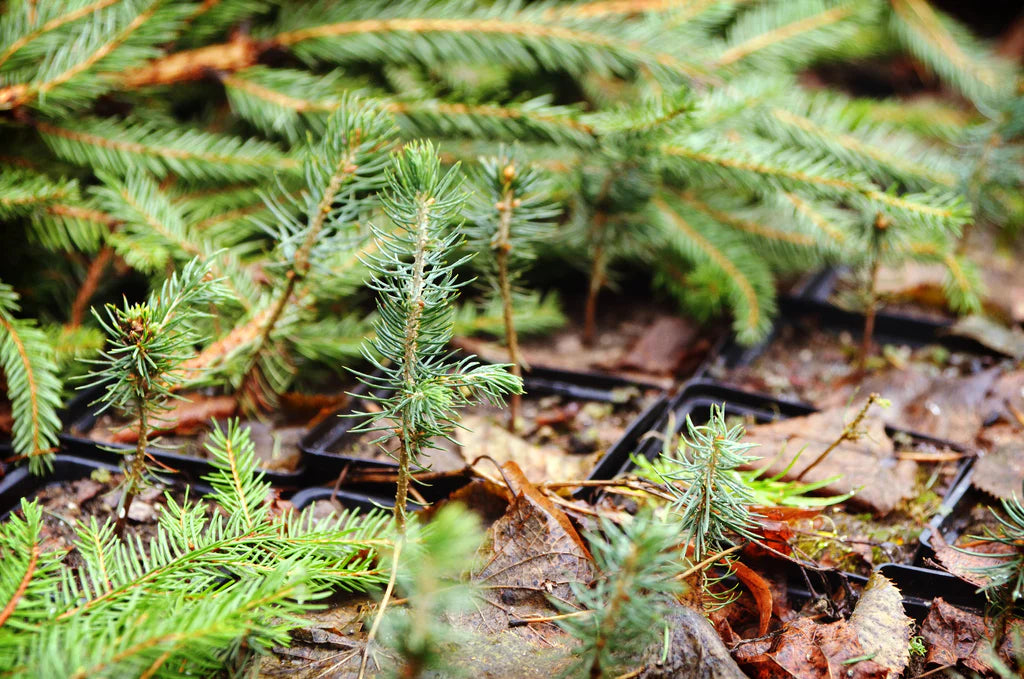 Plant a Memorial Tree Gift