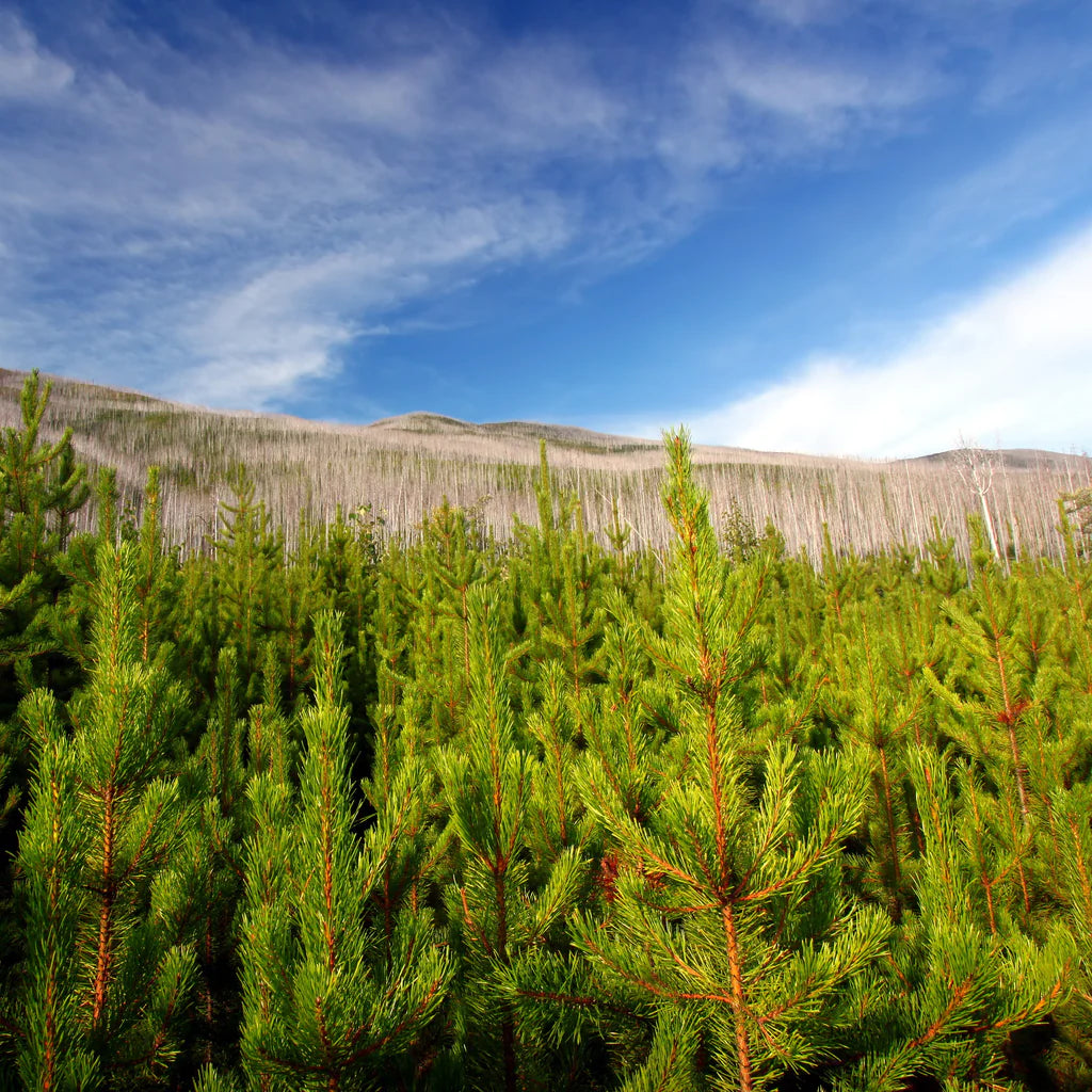 Plant a Memorial Tree Gift