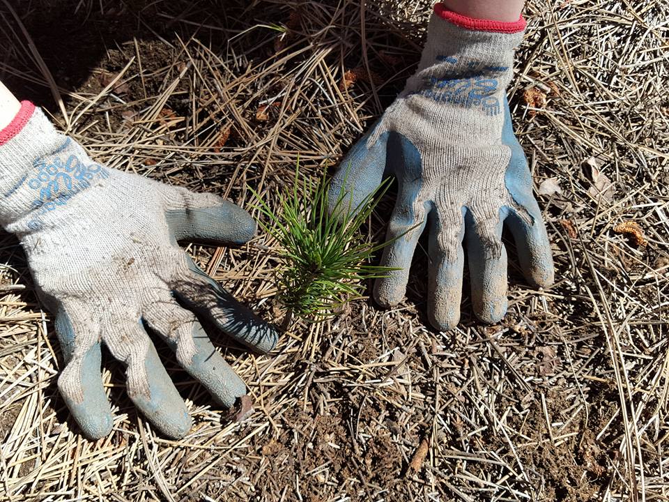 Plant a Memorial Tree Gift